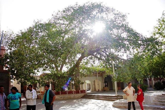 Kathu banyan tree